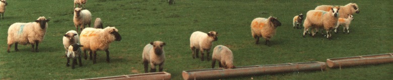 A sample of  typical Wilden sheep in 1987